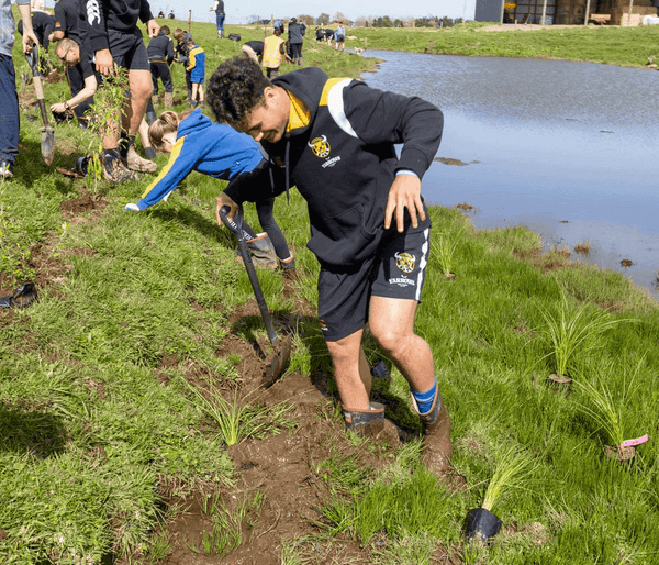 Manukorihi and Matapu students and Yarrows Taranaki Bulls players muck in planting native plants